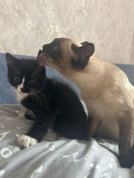 Котёнок мальчик  приучен к