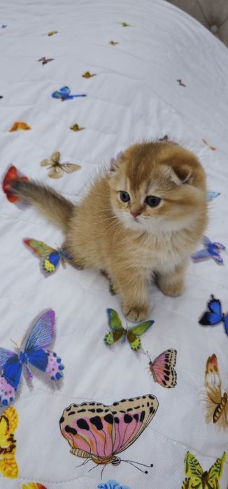 Золотистая шиншилла