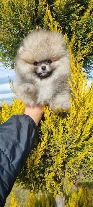 Померан померанче