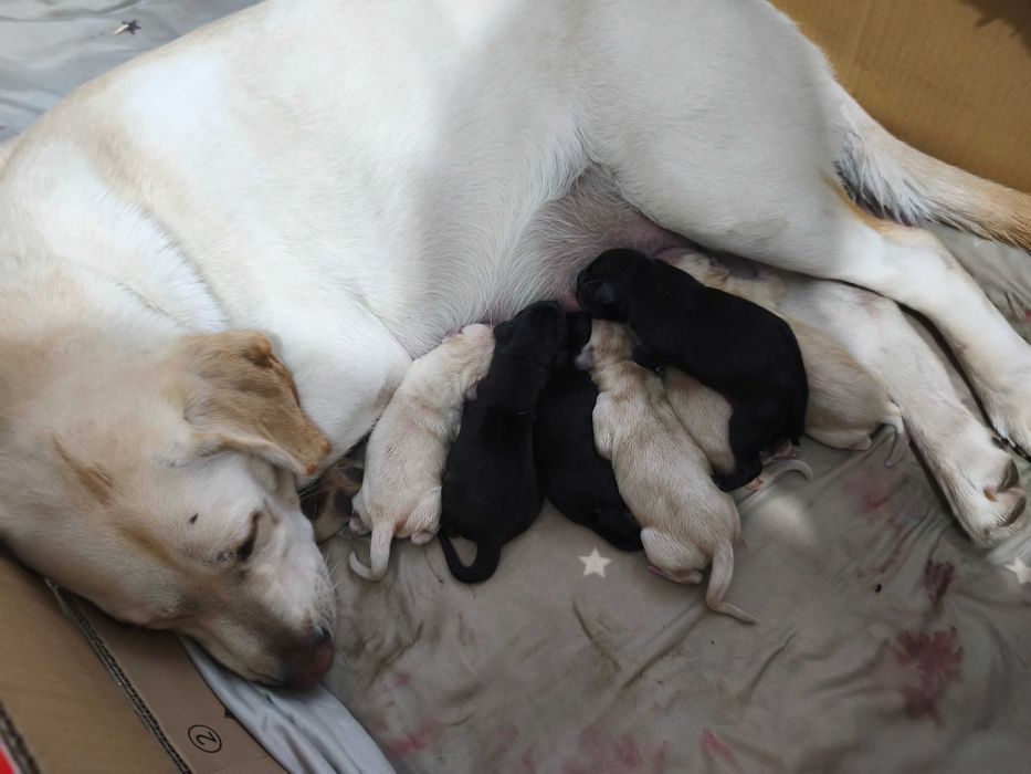 Лабладори бебета