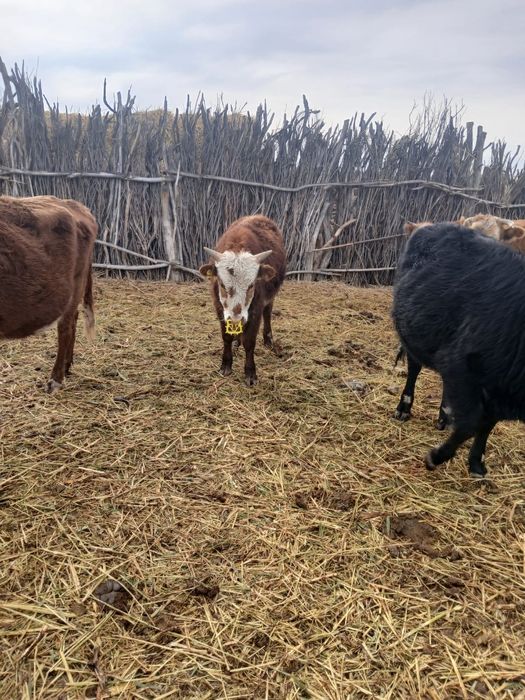 Бұқа бұқашалар Быки