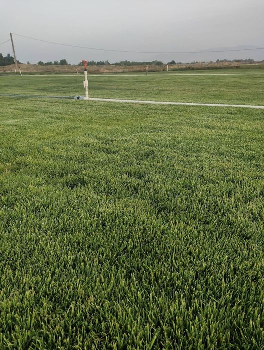 Газон табий рулонли таййор