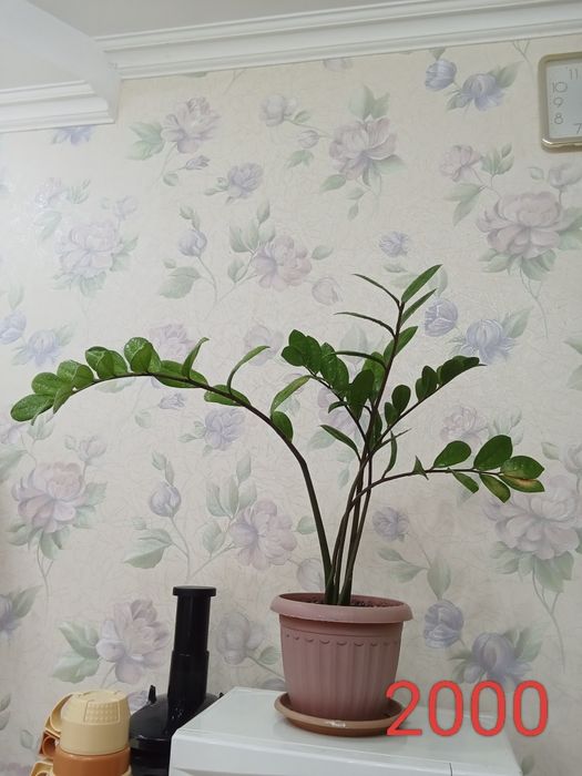 үй гүлдерін сатамын