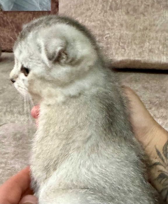 шиншилла серебро девочка