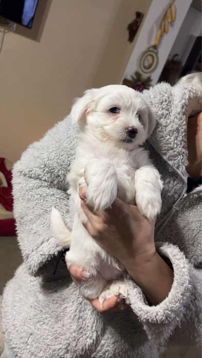 Bichon maltez de vanzare