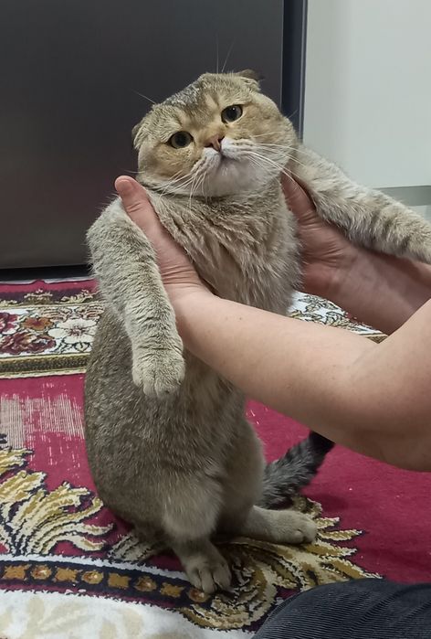 Золотая шиншелла