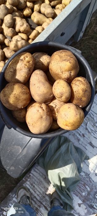 Продам картошку дрмашнию