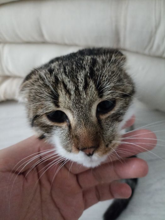Мальчик Котёнок ищет дом