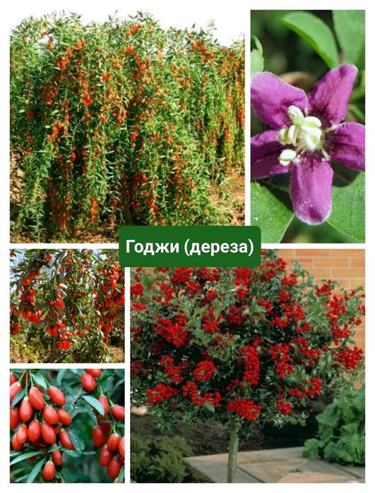 Сливы. Вишни. Яблони. Ели. Цветы.