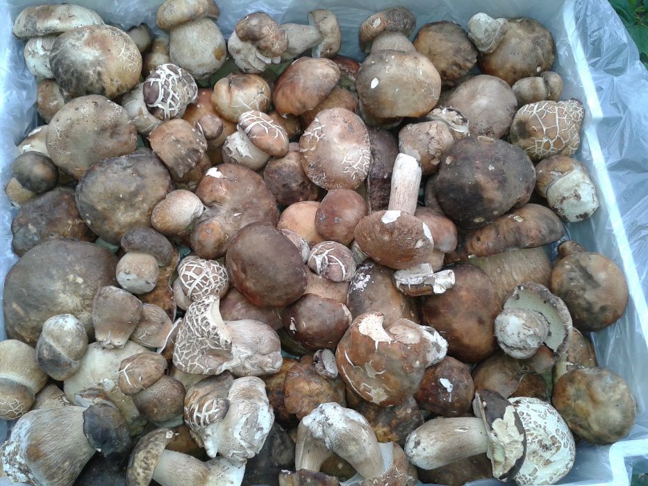 Манатарка замразена