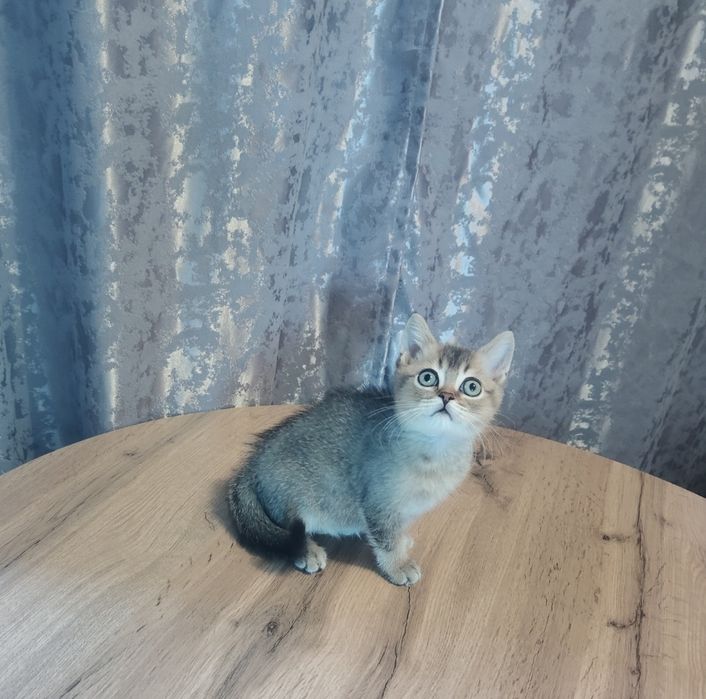 Котята от Шиншиллы