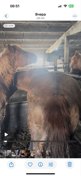 Байтал бие жылкы лошади сатам