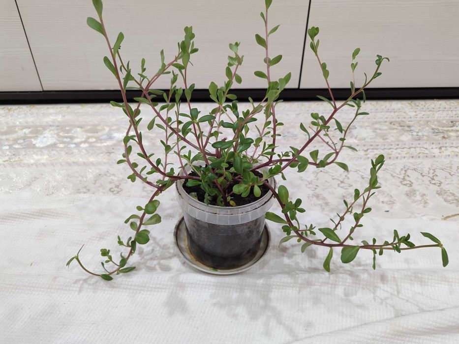 Продажа комнатных цветов