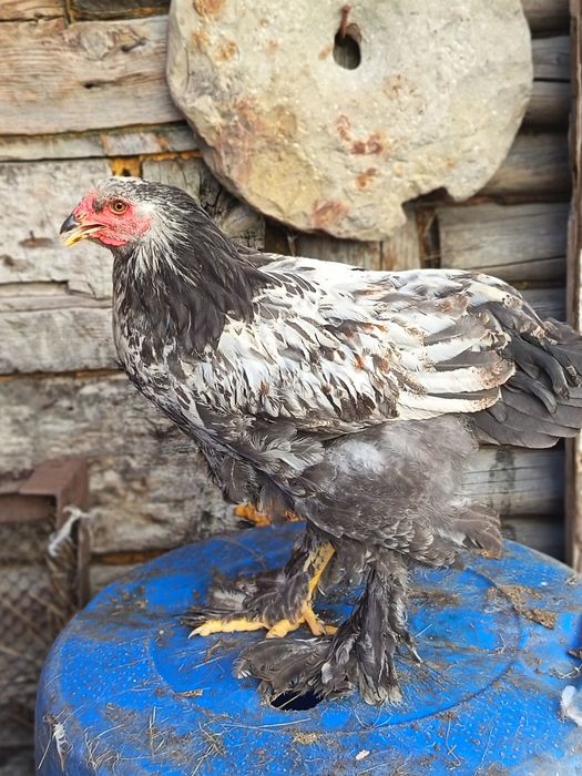 Продам петухов брамы