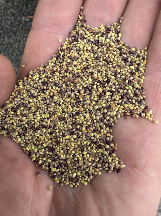 Sparceta, Iarba de Sudan, Trifoi, Mazariche, Ovaz, Iarba de Coasa