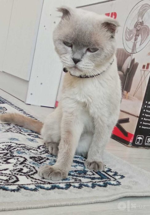 Кот Scottish fold