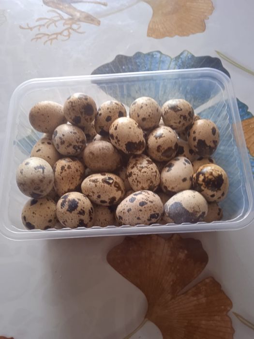 Продам перепелиные яйца