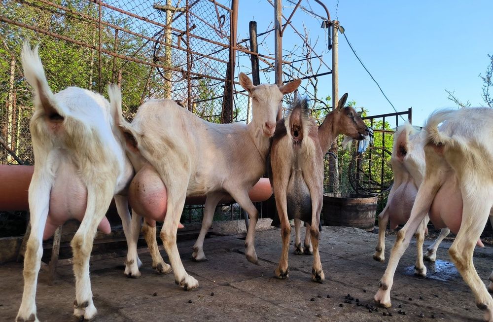 Capre și ieduțe Saanen de Vânzare