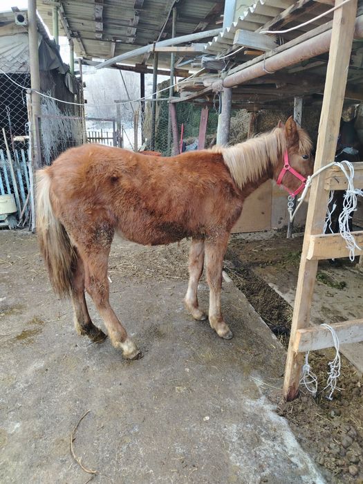 Продам ат тай тай