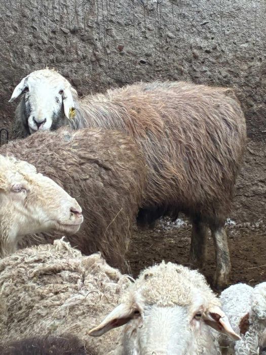 Сатылады койлар семз