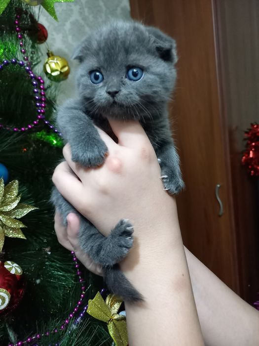 Продаются шикарные котята