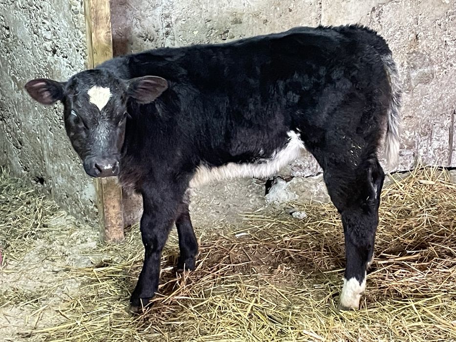 Vitei de rasa / Albastru belgian / metiz de carne