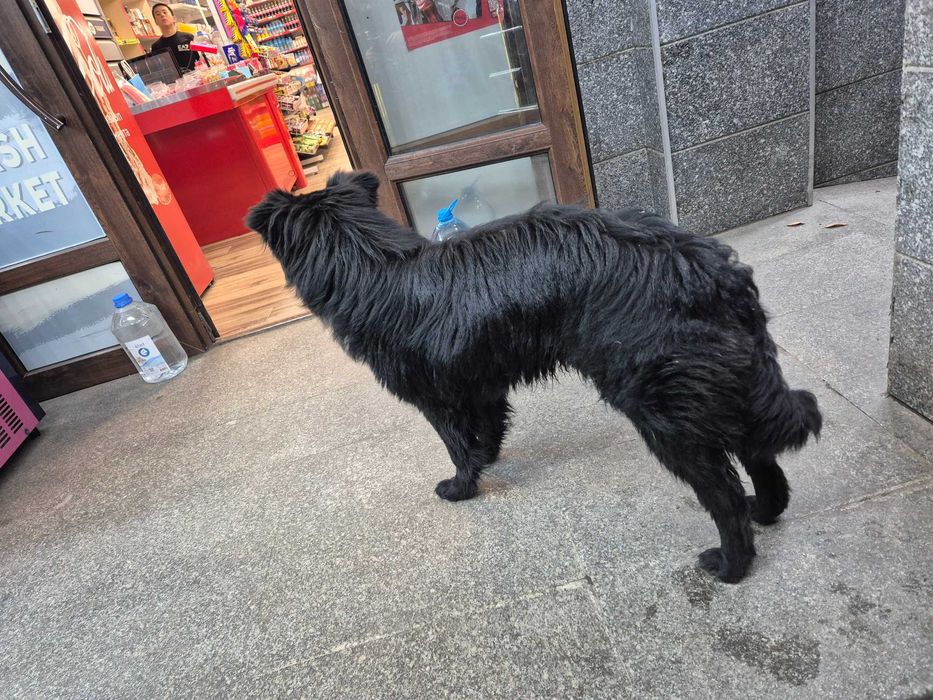 Найдена собака черная пушистая