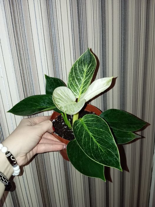Продам Филодендрон