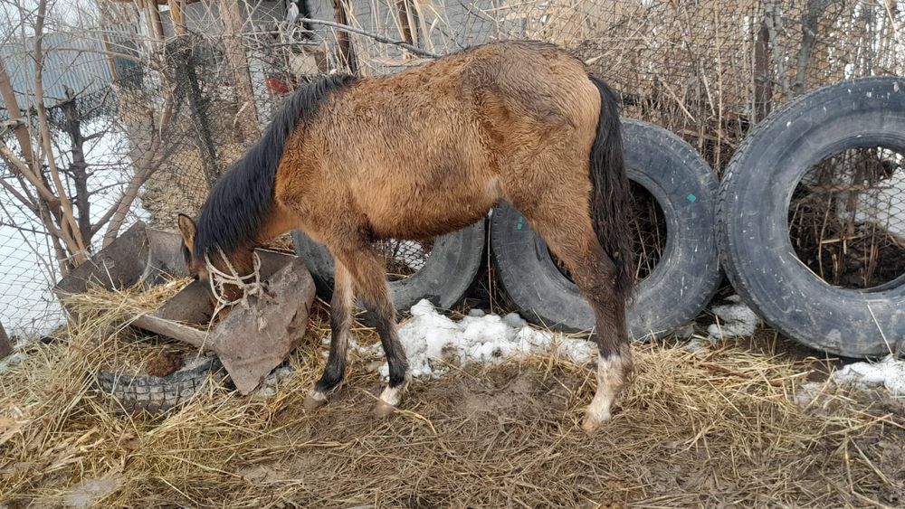 Тай     сатылады