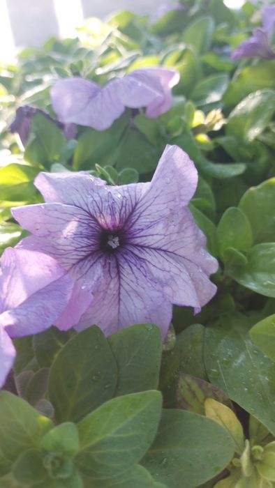 Петуния разная продам