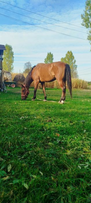 Vând cal castrat de 9  ani lung larg înalt de 1.67 la greabănă măsurat,  blând domol garantat fără năravuri.