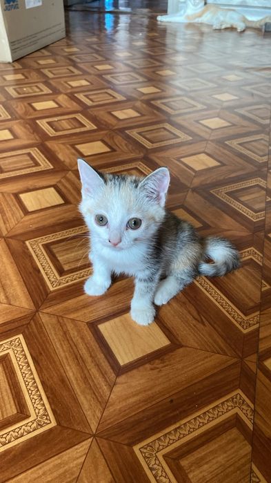Котик отдам в добрые руки