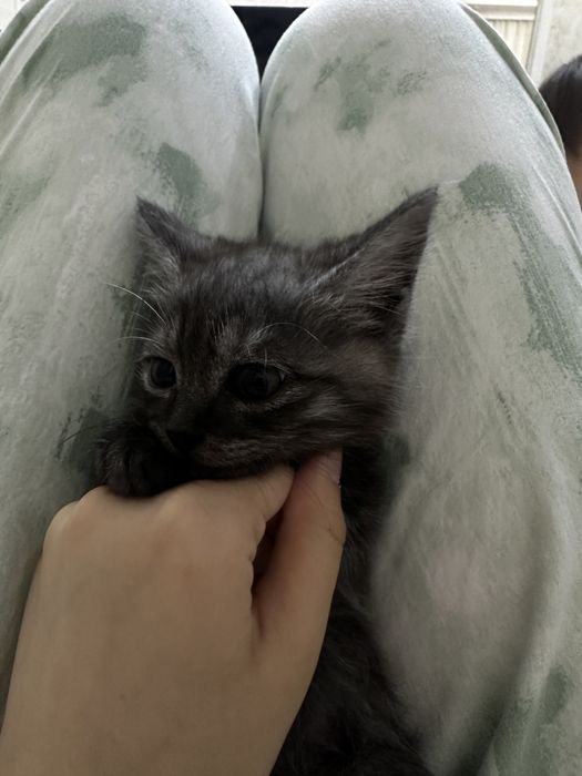 Два кота , отдам в добрые руки