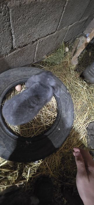 Продам кроликов 5.000