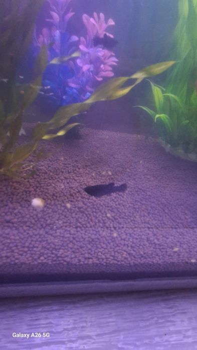 Моллинезия чёрная Московская