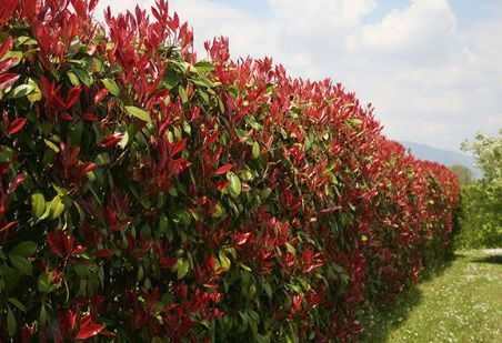 Plante ornamentale de gradina -iasomie,lonicera,iedera 50+25 gratis