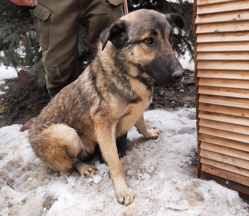 СобАчкИ кОмпаНьеНы сТорожа ОхраНиики