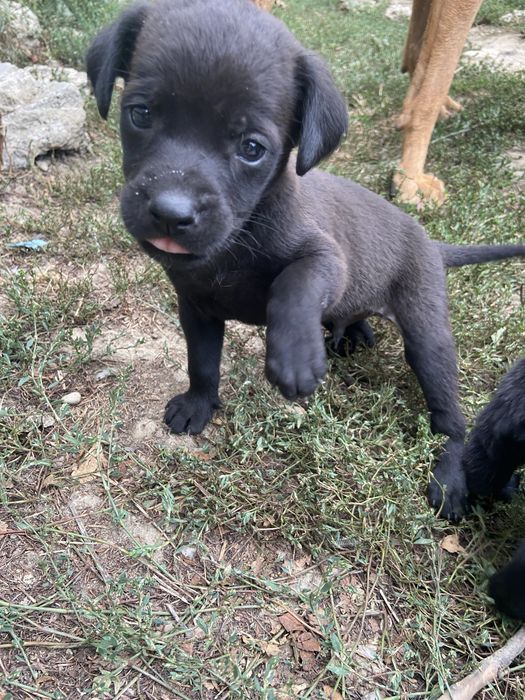 Dau spre adoptie