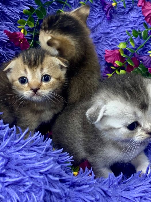 шиншиллы шикарные малыши