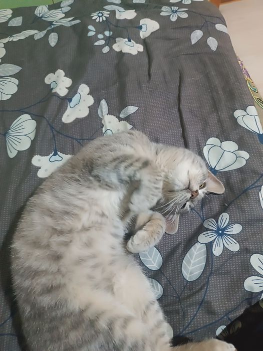 В хорошие руки котенок