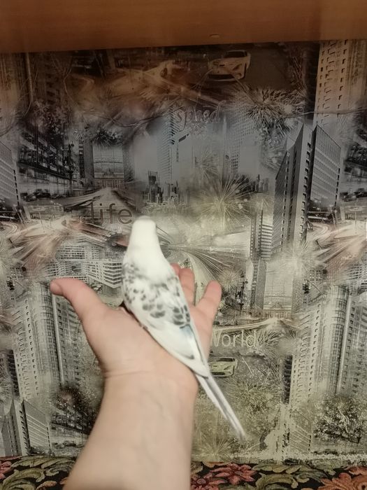 Волнистые попугаи .