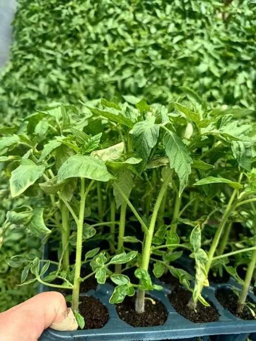 Răsaduri profesionale de legume