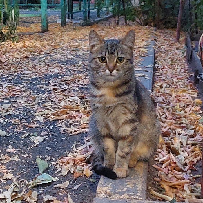 Отдадим в хорошие руки
