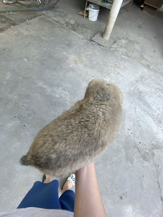 Төбет щенок 1 месяц