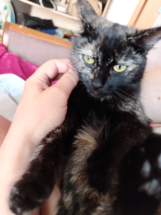 отдам кошку в добрые руки