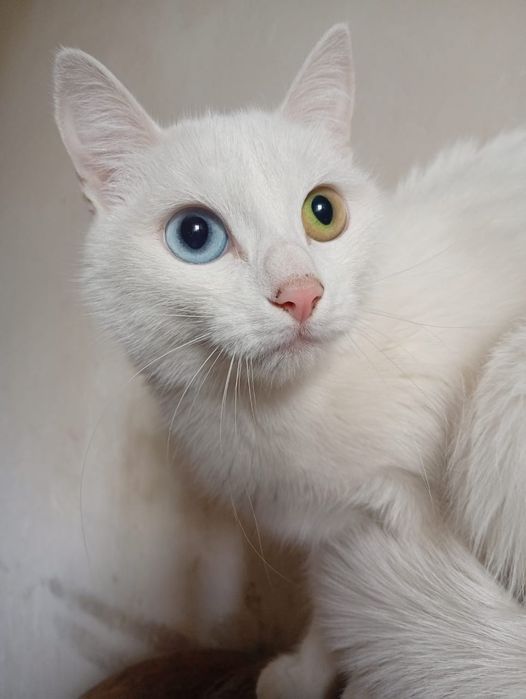 Кошечка ищет дом..