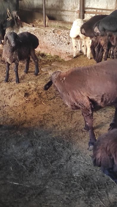 Zotdor moda sotiladi judayam chiroyli narsa gap yuq yeyishigayam