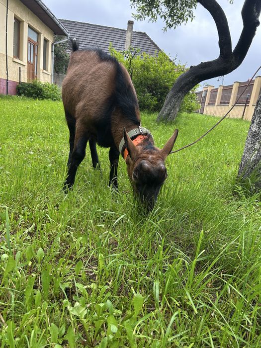 Vand țap alin fracez de 1 an fara coarne