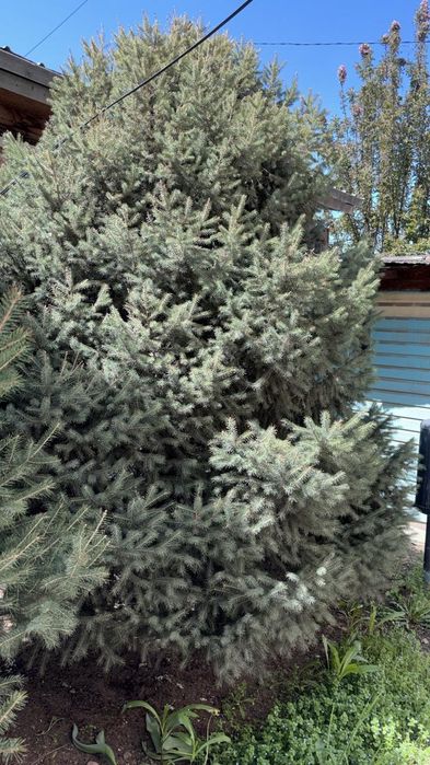 Продаётся ёлка живая