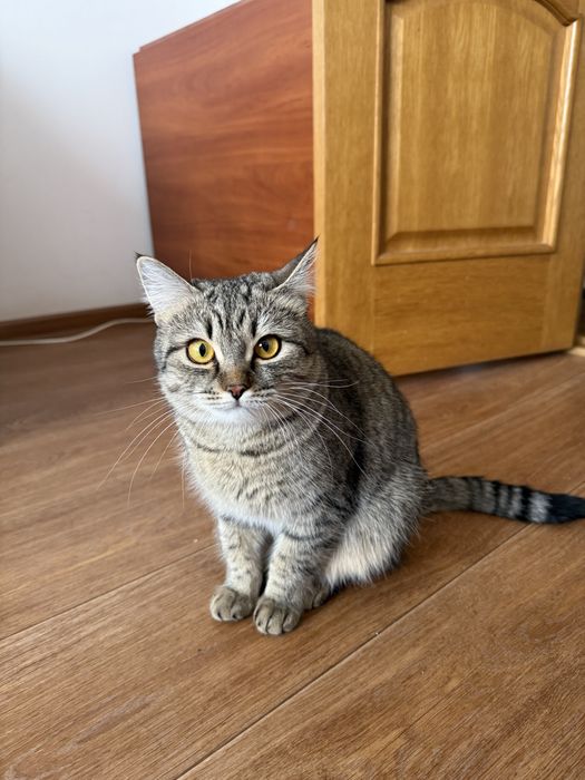 Отдам кошечек бесплатно